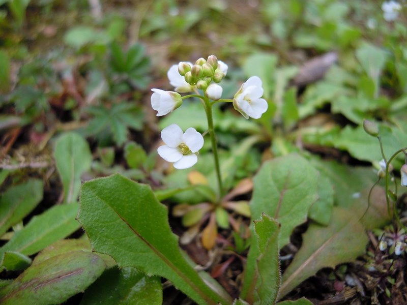 Piccola Brassicacea da det. 1